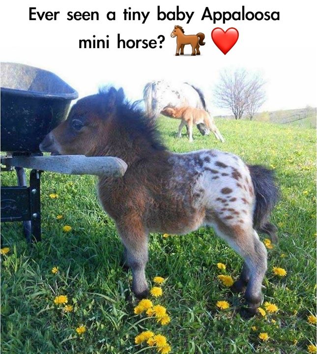 Ever seen a tiny baby Appaloosa mini horse..!
